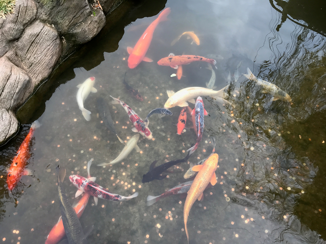 Gallery for Learn Enough JavaScript to Be Dangerous | Test Page